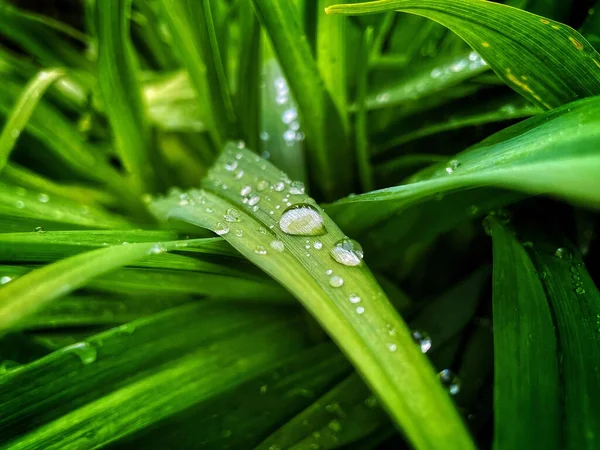 Ein Schönes Makro Aus Kleinen Wassertropfen Auf Grünen Pflanzenblättern — Stockfoto