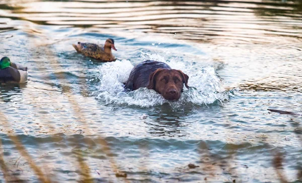 一只褐色的狗和鸭子在湖中游泳的肖像 溅着水 — 图库照片