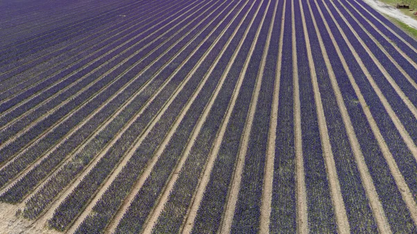 Las Filas Jacintos Morados Jardín Botánico Keukenhof Lisse Países Bajos — Foto de Stock