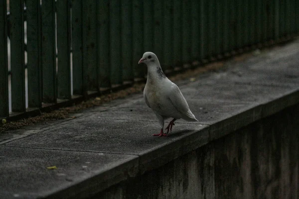 Eine Schmutzige Weiße Taube Steht Auf Einem Zaun Einer Straße — Stockfoto