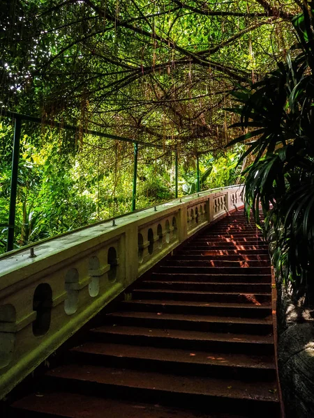 공원내 의나무들 에둘러 울타리가 계단을 수직으로 — 스톡 사진