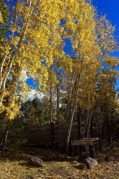 Cattle Chute Yellow Aspen Forest — Stock Photo, Image