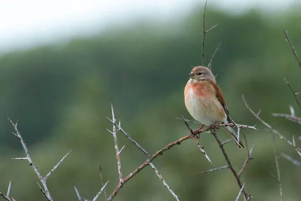 Closeup Common Linnet Bird Perching Twig Meadow — Stock Photo, Image