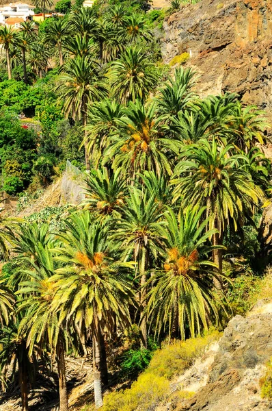 Tropische Canarische Groene Palmblad Achtergrond Zomer — Stockfoto