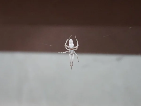 Spider Bianco Contro Uno Sfondo Sfocato — Foto Stock