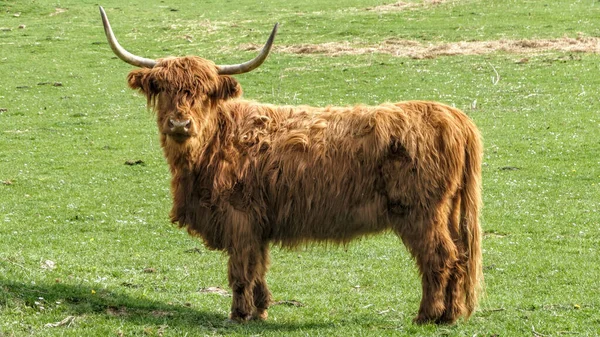 Highland Cattle Standing Grass Looking Camera — Stock Photo, Image