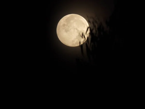 在漆黑的天空中 透过树枝轮廓可以看到满月的神秘景象 — 图库照片