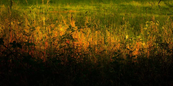 Uma Vista Panorâmica Plantas Coloridas Vegetação Uma Área Rural Luz — Fotografia de Stock