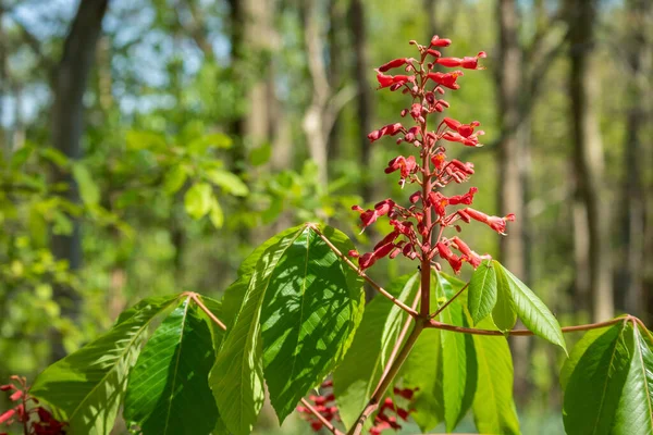 Primer Plano Una Planta Castaño Rojo Creciendo Bosque —  Fotos de Stock