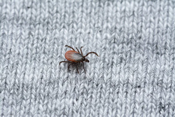 Echa Vistazo Una Garrapata Chupasangre Peligrosa Ropa Humana Esperando Víctima — Foto de Stock