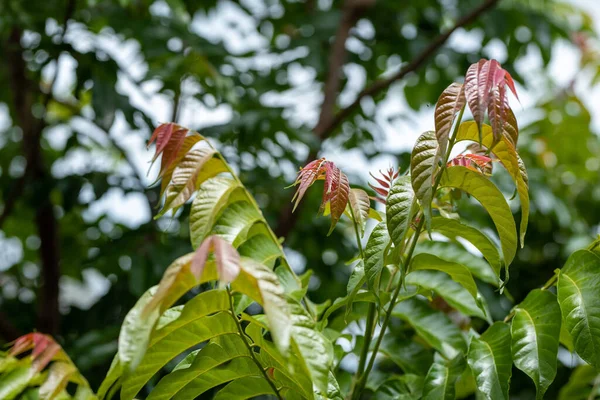 Крупный План Зеленых Листьев Дереве Айзоле Мизорам Индия — стоковое фото