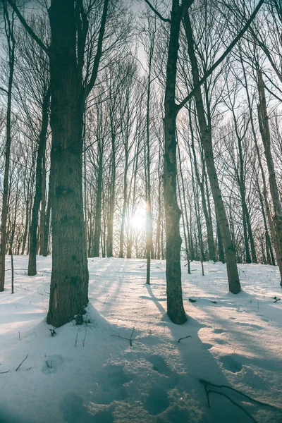 Vertikální Záběr Zasněženého Pole Vysokými Stromy Bez Listí Během Zimy — Stock fotografie