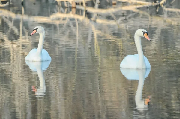 Nobile Cigno Bianco Nella Superficie Dell Acqua — Foto Stock