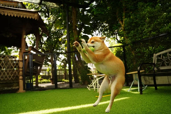 Cute Akita Dog Playing Toy Park Daylight — Stock Photo, Image