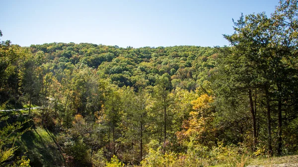 Ein Panoramabild Eines Dichten Waldes Unter Blauem Himmel — Stockfoto