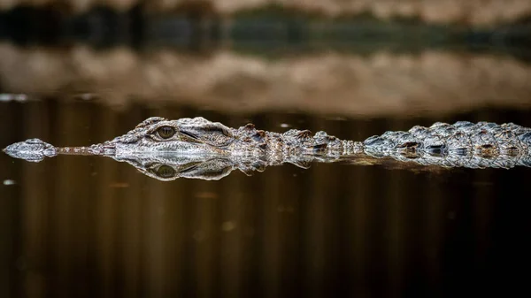 Селективный Снимок Аллигатора Плавающего Воде Пытающегося Незаметным — стоковое фото