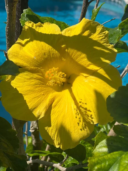 Bahçede Yetişen Güzel Sarı Bir Hibiscus Çiçeğinin Dikey Yakın Çekimi — Stok fotoğraf