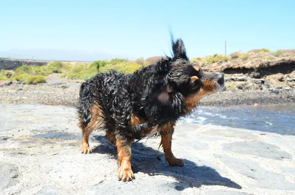 Perro Negro Húmedo Cerca Una Playa Océano Atlántico — Foto de Stock