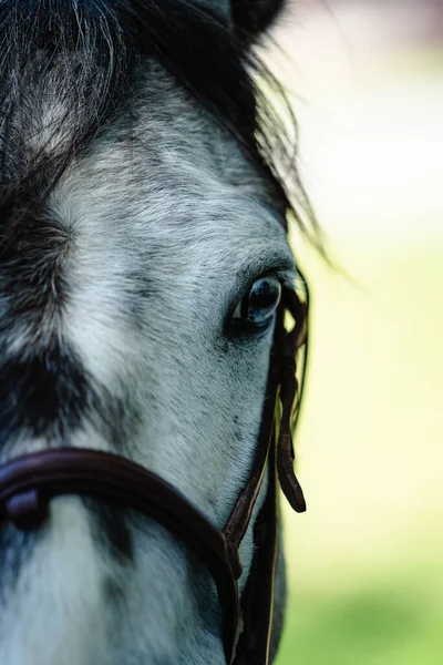 Vertical Closeup Gray Black Horse Portrait Shallow Focus — Stock Photo, Image