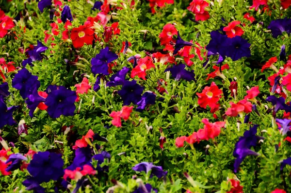 充满紫罗兰和粉红色花朵的花园 — 图库照片