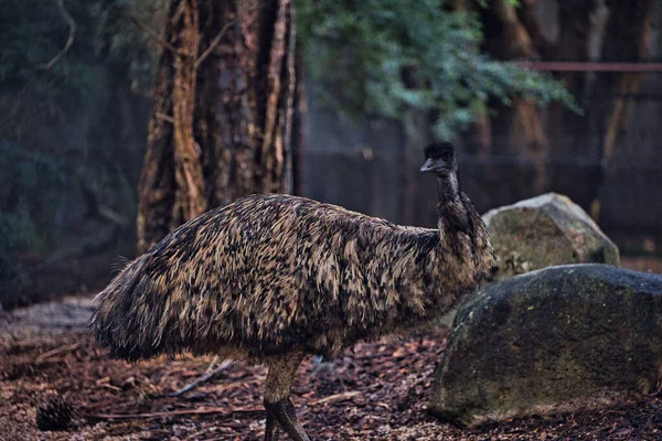 Close Shot Emu Nature — Stock Photo, Image