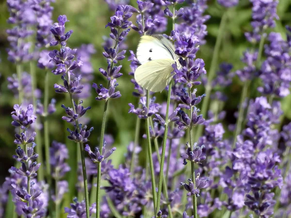 Borboleta Branca Lavendeflower — Fotografia de Stock