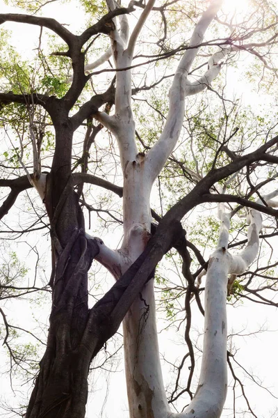 Eine Vertikale Aufnahme Von Miteinander Verflochtenen Dunklen Und Hellen Bäumen — Stockfoto