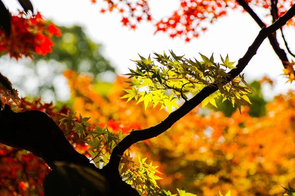 Zbliżenie Ujęcia Liści Gałęzi Tle Jesiennych Kolorów Drzew — Zdjęcie stockowe