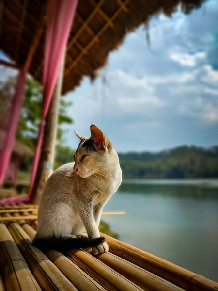 Gatito Solitario Sentado Banco Madera Orillas Del Lago — Foto de Stock