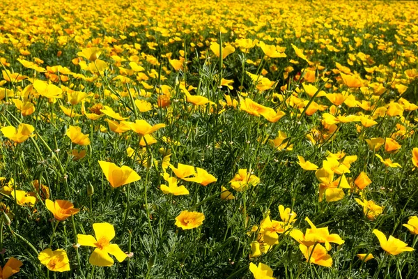 Uma Vista Panorâmica Das Flores Amarelas Eschscholtzia Crescendo Campo Verde — Fotografia de Stock