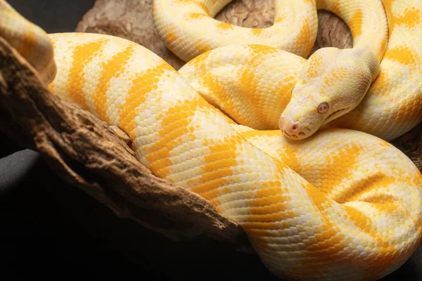 乾いた木の上に座ってツイスト黄色の巨大なヘビのクローズアップショット — ストック写真