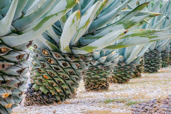 Agave Yaprakları Desenli Arkaplan — Stok fotoğraf