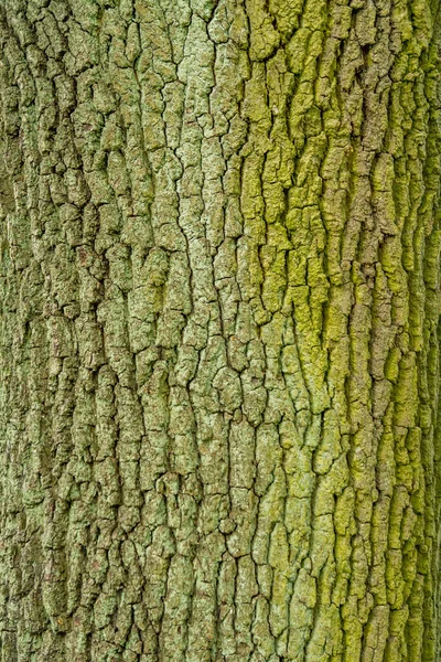 Trädstam Täckt Med Grön Mossa — Stockfoto