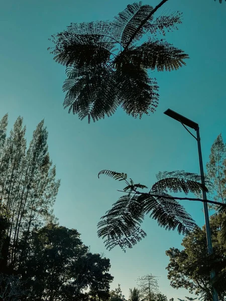 Μια Κάθετη Λήψη Από Κλαδιά Δέντρων Και Έναν Γαλάζιο Ουρανό — Φωτογραφία Αρχείου