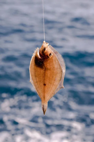 Poisson Sole Fraîche Unique Entier Près Océan — Photo