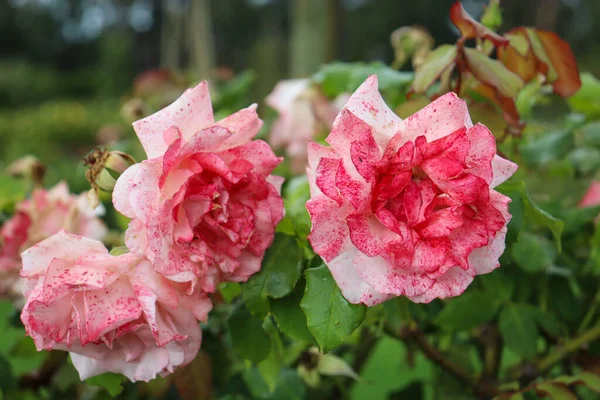 Τριανταφυλλιά Ροζ Και Λευκά Άνθη Τριαντάφυλλου — Φωτογραφία Αρχείου