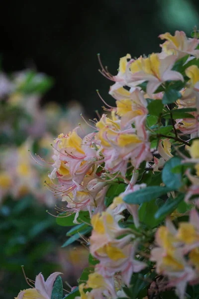Vertical Shot Western Azalea Flowers Blurred Background — Stock Photo, Image
