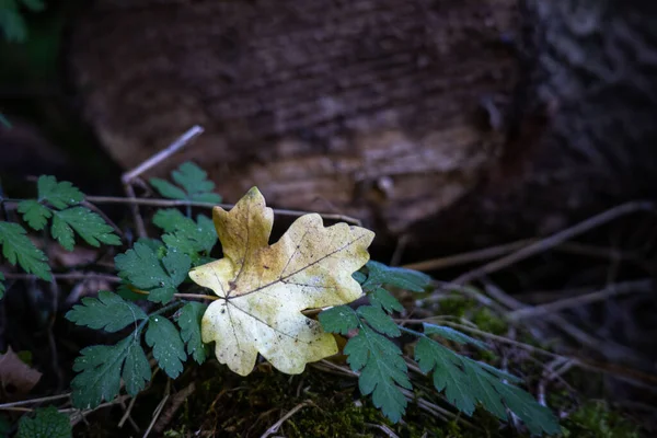 Yeşil Dallar Odunların Önündeki Sonbahar Yaprağının Yakın Çekimi — Stok fotoğraf