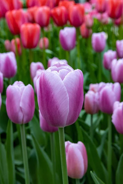 Vertical Shot Purple Tulips Keukenhof Lisse Netherlands — Stock Photo, Image