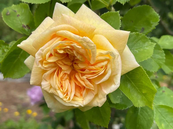 Eine Vertikale Nahaufnahme Einer Blühenden Gelben Rose Mit Dichten Blütenblättern — Stockfoto