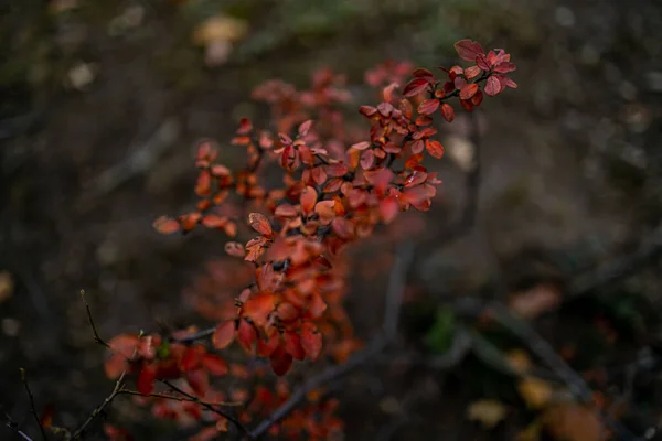 Een Close Van Berberis Thunbergii Japanse Bosbes Ondiepe Focus — Stockfoto