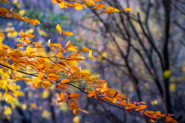 Die Äste Mit Den Herbstgelben Blättern Wachsen Wald — Stockfoto