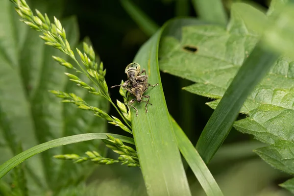 在模糊的背景中 昆虫坐在植物上的宏观照片 — 图库照片
