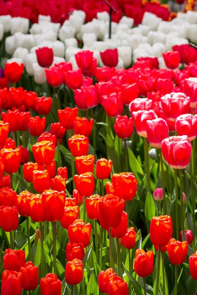 Вертикальний Склад Tulipa Gesneriana Тюльпани Didier Keukenhof Ліссе Нідерланди — стокове фото