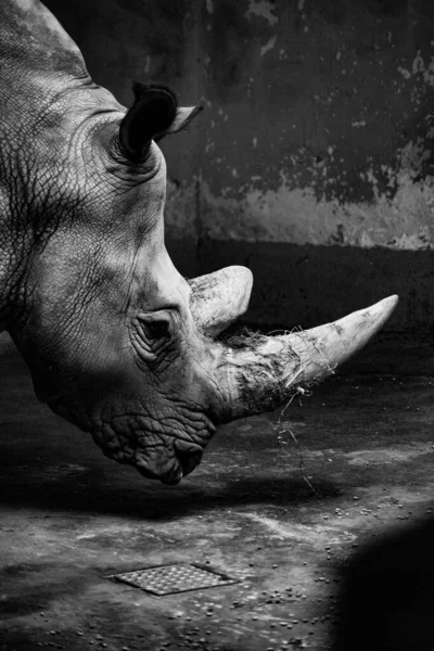 흰색의 아름다운 코뿔소의 — 스톡 사진