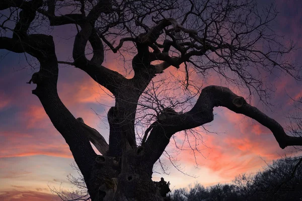 Gün Batımında Güzel Bir Ağaç — Stok fotoğraf