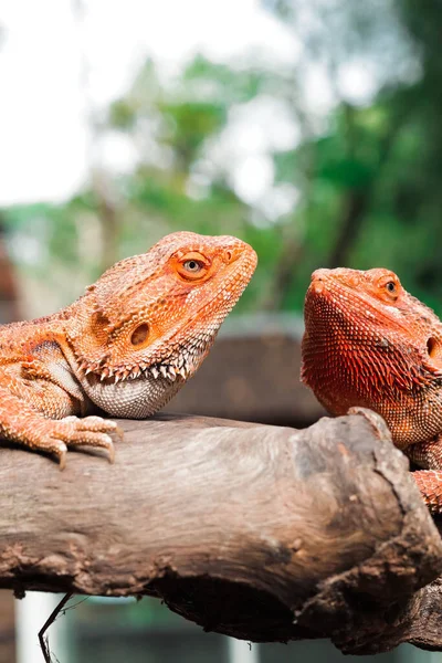 Vertical Shot Bearded Dragons Blurry Background — Stock Photo, Image