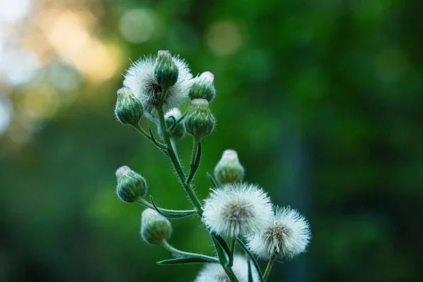 Selective Focus Shot Fluffy White Dandelions — Stock Photo, Image