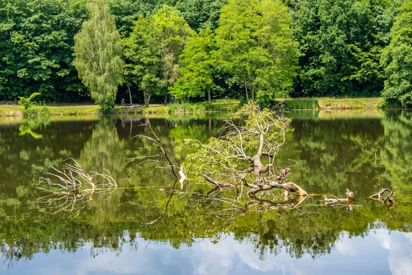 Polonya Poznan Güzel Yansımaları Ölü Bir Ağacı Olan Staw Mlynski — Stok fotoğraf