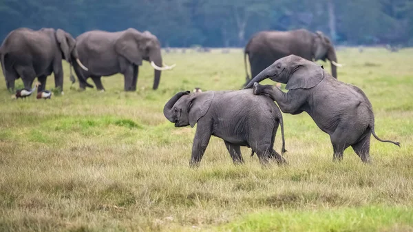 Two Young Elephants Playing Herd Funny Animals Amboseli Park Kenya — Stock Photo, Image